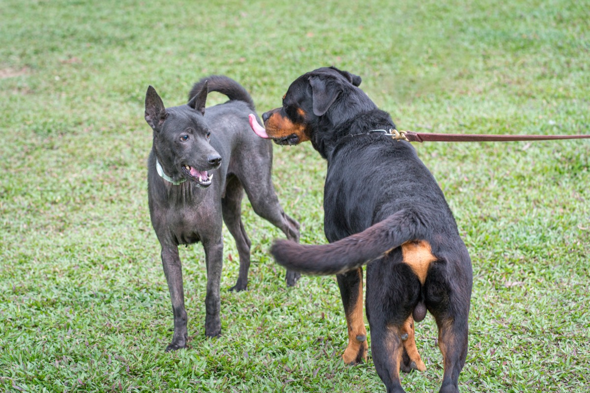 Two dogs greeting each other outdoors