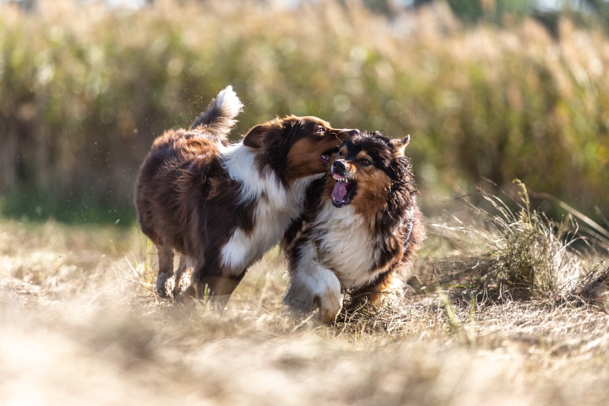 Two dogs playing together outdoors