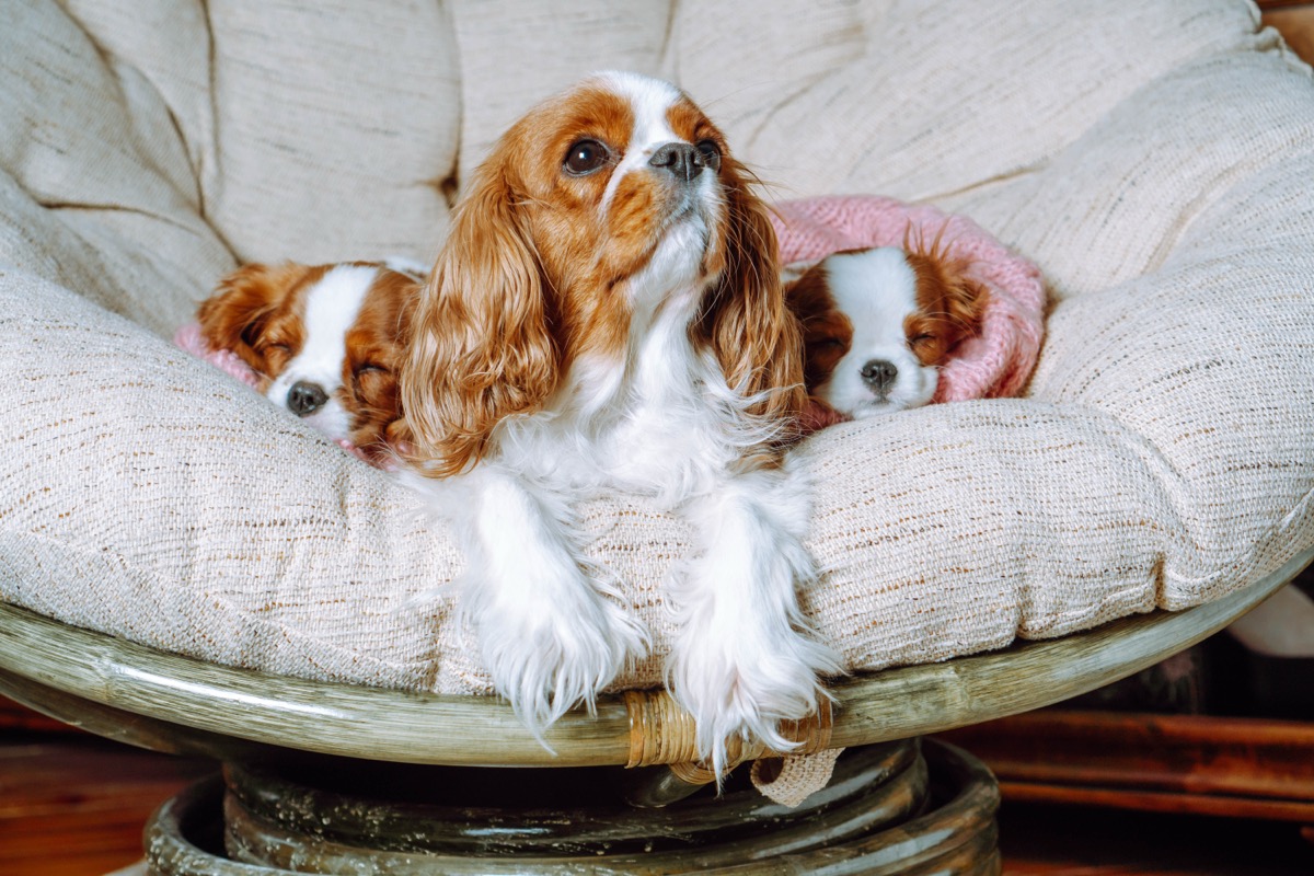 Mother dog resting with her newborn puppies